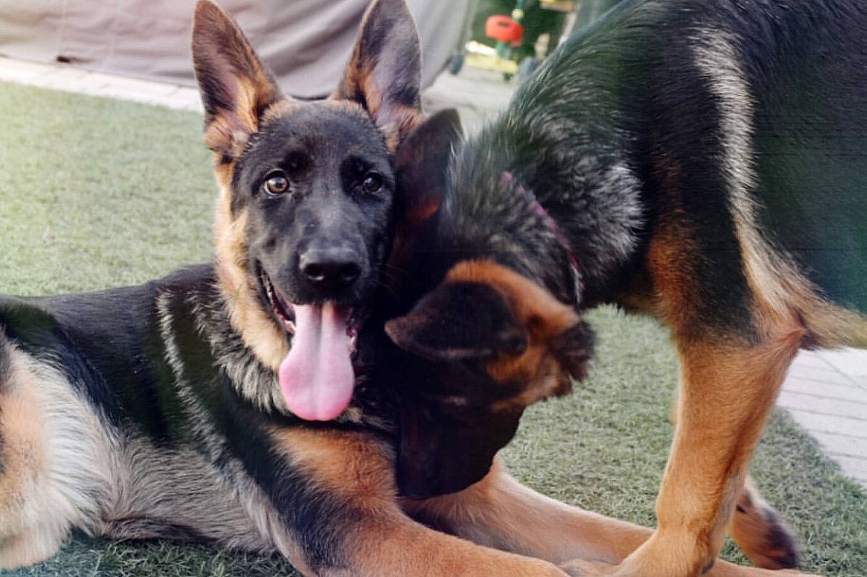 Luna Tuna is registered to the contest to win money with this photo: bohemian_shepherd, canidae, carnivore, dog, dog_breed, east_european_shepherd, fawn, german_shepherd_dog, king_shepherd, kunming_wolfdog, mammal, old_german_shepherd_dog, police_dog, rare_breed_dog, shiloh_shepherd_dog, snout, vertebrate, working_dog