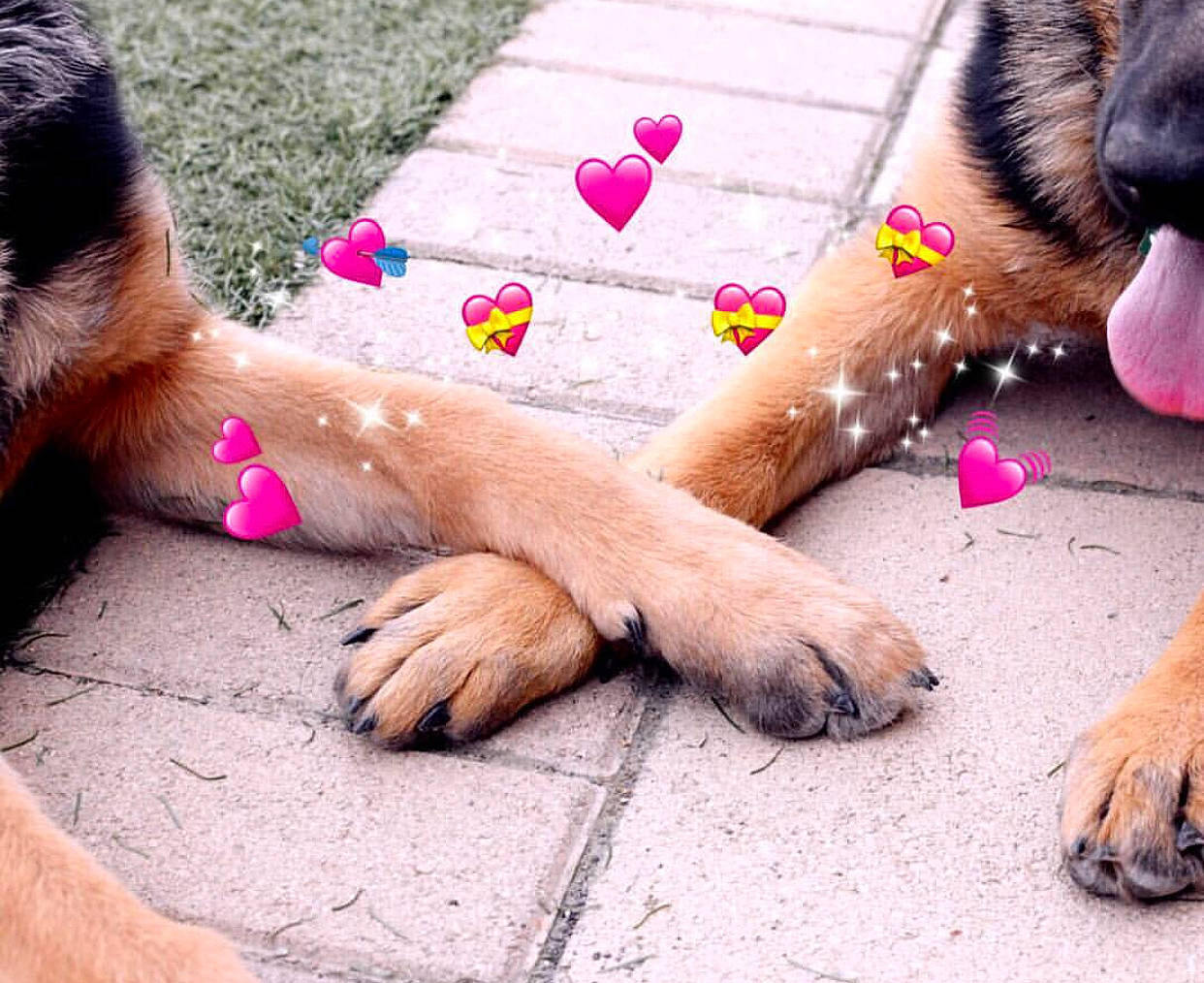 Luna Tuna is registered to the contest to win money with this photo: canidae, carnivore, companion_dog, dog, dog_breed, fawn, german_shepherd_dog, mammal, paw, puppy, puppy_love, street_dog, vertebrate