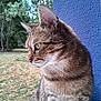 cat, tabby_cat, animal, pet, feline, fur, whiskers, ear, outdoor, nature, greenery, tree, grass, blue_wall, texture, closeup, profile, sitting, looking_away, daylight