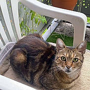 Gaufrette a rejoint le concours — aidez-le/la à gagner de superbes lots ! cat, tabby_cat, green_eyes, chair, plastic_chair, cushion, pet, animal, feline, outdoor, potted_plant, terracotta_pot, garden, leafy_plant, domestic_cat, fur, whiskers, relaxed, looking_at_camera, resting
