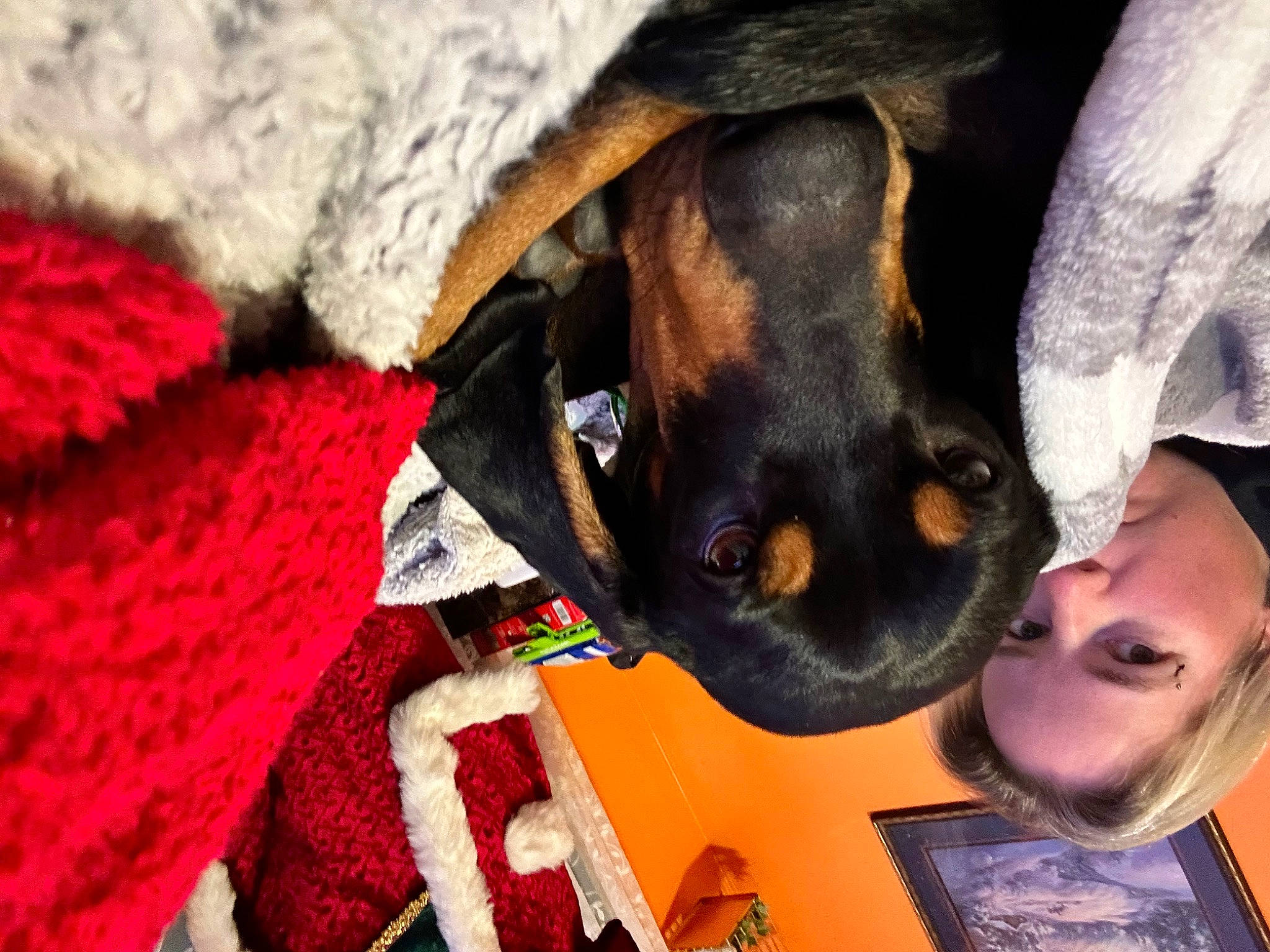 Hamish is registered to the contest to win money with this photo: canidae, carmine, carnivore, comfort, companion_dog, dog, dog_breed, ear, fur, guard_dog, magenta, plant, puppy, snout, sporting_group, toy_dog, working_animal, working_dog