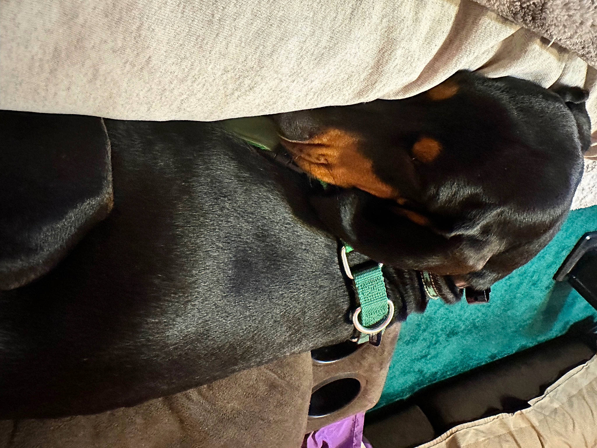 Hamish is registered to the contest to win money with this photo: canidae, carnivore, collar, comfort, companion_dog, dog, dog_breed, dog_collar, electric_blue, fawn, guard_dog, personal_protective_equipment, pet_supply, pinscher, prazsky_krysarik, snout, sporting_group, toy_dog, working_animal, wrist