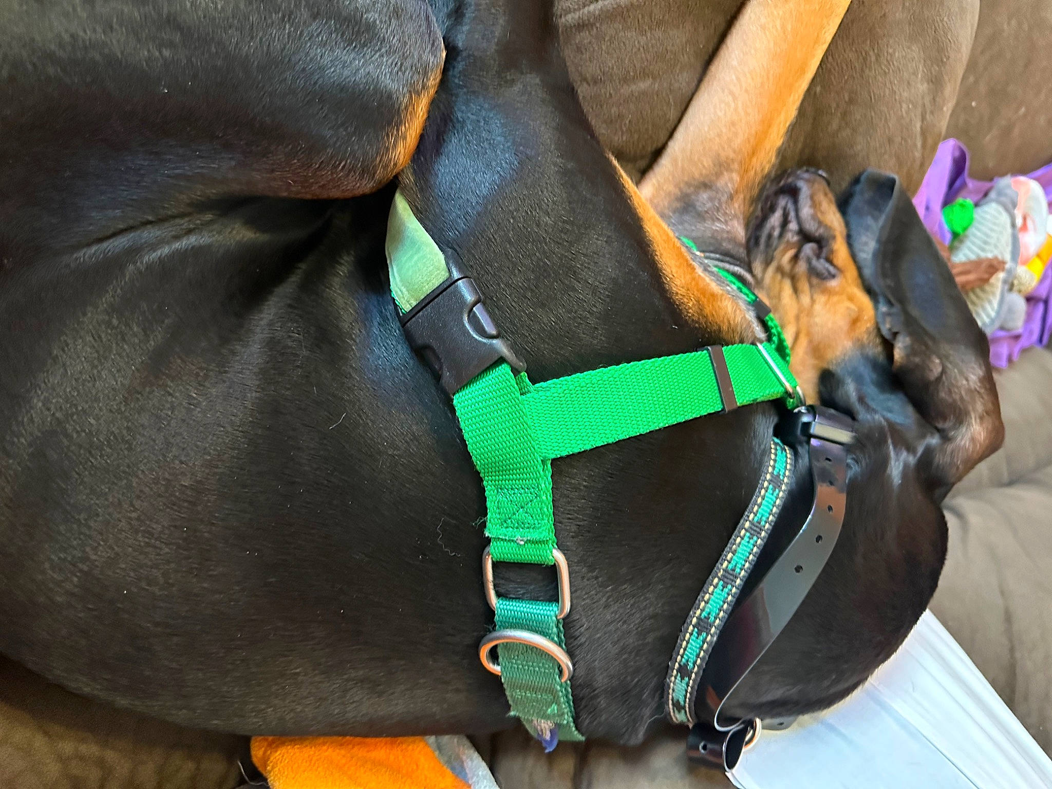 Hamish is registered to the contest to win money with this photo: bag, brown, carnivore, collar, comfort, companion_dog, dog, dog_breed, dog_collar, dog_supply, fashion_accessory, fawn, leash, liver, personal_protective_equipment, pet_supply, snout, sporting_group, strap, working_animal