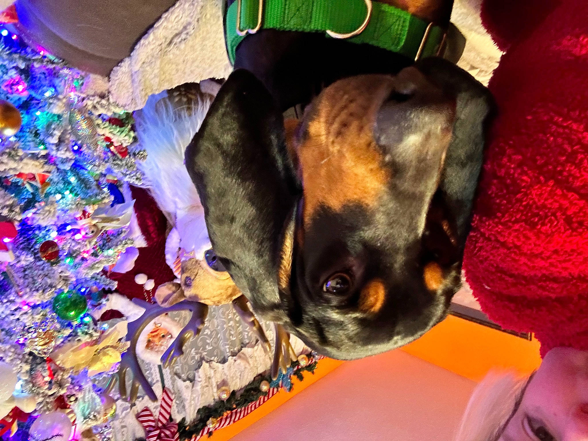 Hamish is registered to the contest to win money with this photo: canidae, carnivore, companion_dog, dog, dog_breed, dog_supply, event, fashion_accessory, fawn, green, guard_dog, magenta, plant, purple, sporting_group, sunglasses, toy_dog, tree, whiskers, working_animal