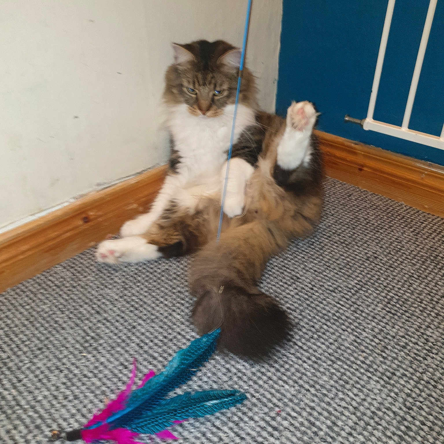 Bailie is registered to the contest to win money with this photo: aegean_cat, carnivore, cat, claw, domestic_short_haired_cat, european_shorthair, felidae, floor, flooring, fur, kitten, maine_coon, mammal, norwegian_forest_cat, paw, polydactyl_cat, ragamuffin, small_to_medium_sized_cats, tail, whiskers