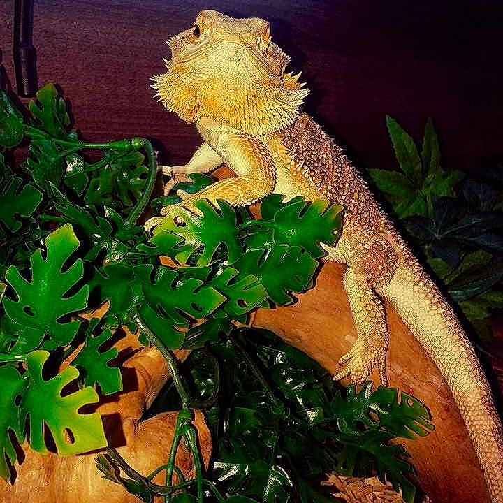 Rex
