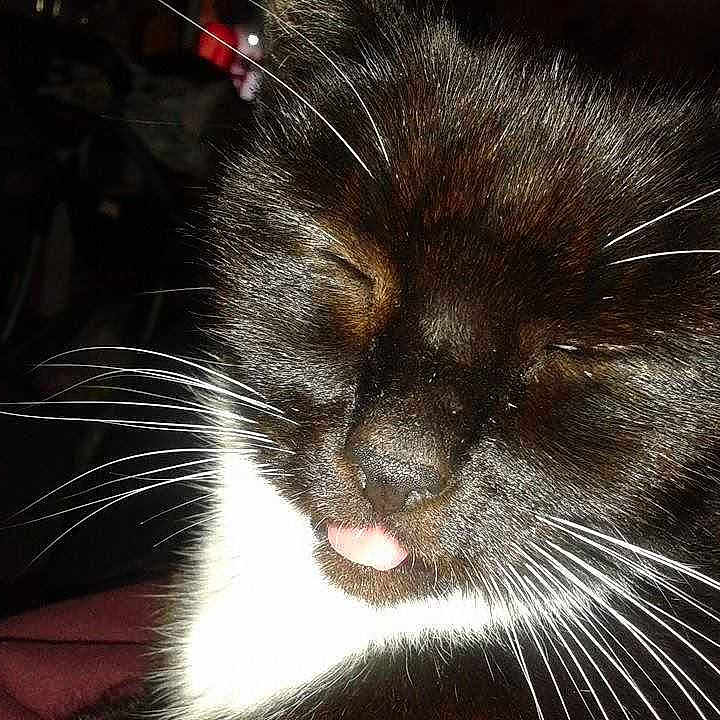 Pilchard is registered to the contest to win money with this photo:
