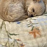 dog, puppy, sleeping, blanket, fluffy, small_dog, indoor, cozy, pet, cute, resting, fur, animal, peaceful, soft_texture, curled_up, home, comfort, relaxed, tiny