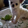 Pépite participe au concours pour gagner de l'argent avec cette photo : puppy, dog, small_dog, white_fur, fluffy, blanket, toy, indoor, pet, cute, ears, tongue, tattoo, leg, home, furniture, chair, desk, computer, window