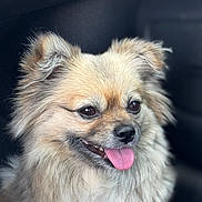 Chona joined the competition — help win amazing prizes! dog, tongue_out, fluffy, close_up, pet, canine, happy, animal, fur, ears, mouth, nose, portrait, indoor, car_interior, smiling, cute, friendly, domestic_animal, companion