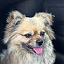 dog, tongue_out, fluffy, close_up, pet, canine, happy, animal, fur, ears, mouth, nose, portrait, indoor, car_interior, smiling, cute, friendly, domestic_animal, companion
