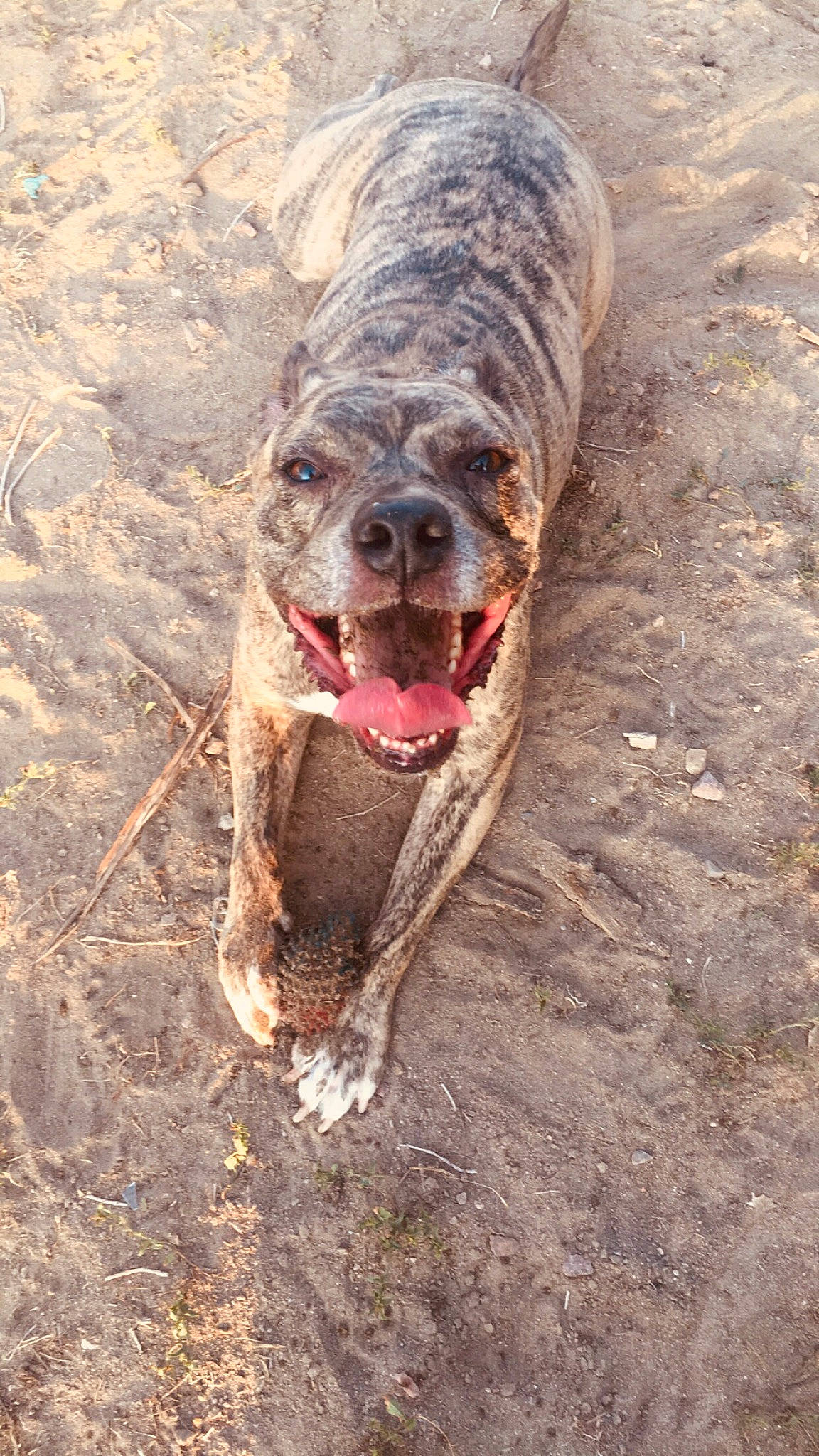 Liyah is registered to the contest to win money with this photo: adaptation, carnivore, earless_seal, facial_expression, fang, fish, jaw, marine_biology, marine_mammal, organ, sand, snout, tongue, tooth, vertebrate, yawn