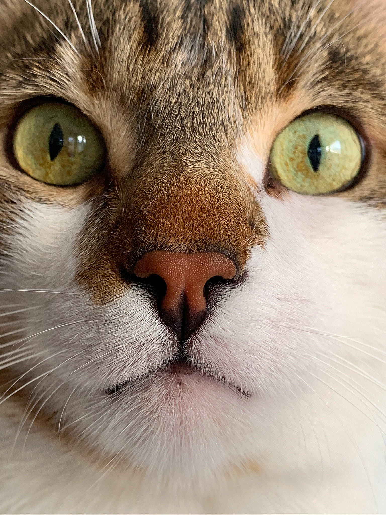 Inca a rejoint le concours — aidez-le/la à gagner de superbes lots ! carnivore, cat, close_up, domestic_short_haired_cat, felidae, fur, head, small_to_medium_sized_cats, snout, terrestrial_animal, whiskers, wildlife