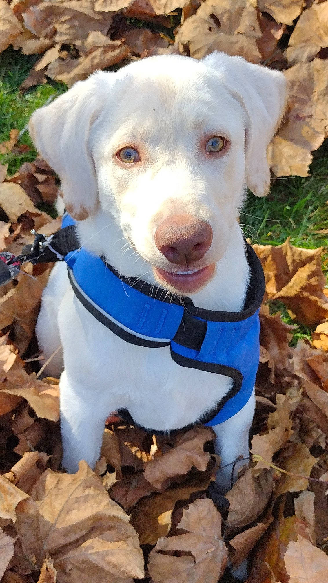 Gracie joined the competition — help win amazing prizes! canidae, carnivore, collar, companion_dog, dog, dog_breed, dog_collar, dog_supply, fang, fawn, hunting_dog, leash, pet_supply, plant, smile, snout, sporting_group, vertebrate, whiskers, working_animal