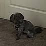 dog, carpet, indoor, pet, animal, door, fur, sitting, small_dog, shadow, wall, house, domestic, quiet, companion, floor, brown, black, indoor_lighting, blur