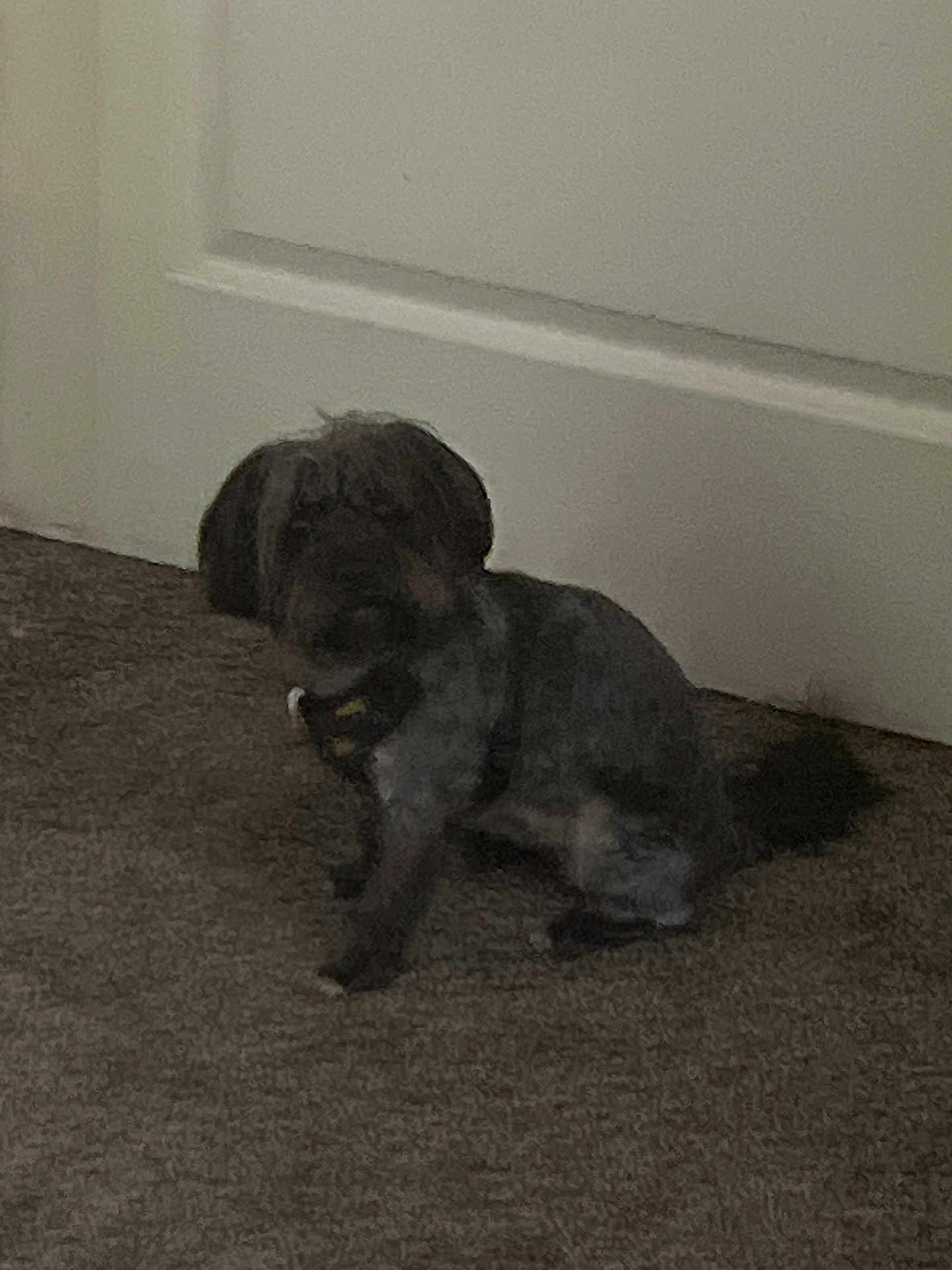 Ray joined the competition — help win amazing prizes! dog, carpet, indoor, pet, animal, door, fur, sitting, small_dog, shadow, wall, house, domestic, quiet, companion, floor, brown, black, indoor_lighting, blur