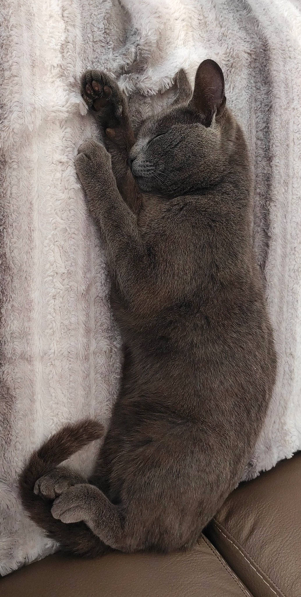 Simba