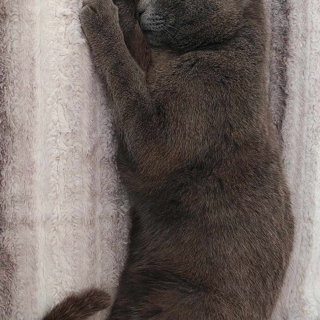 Simba