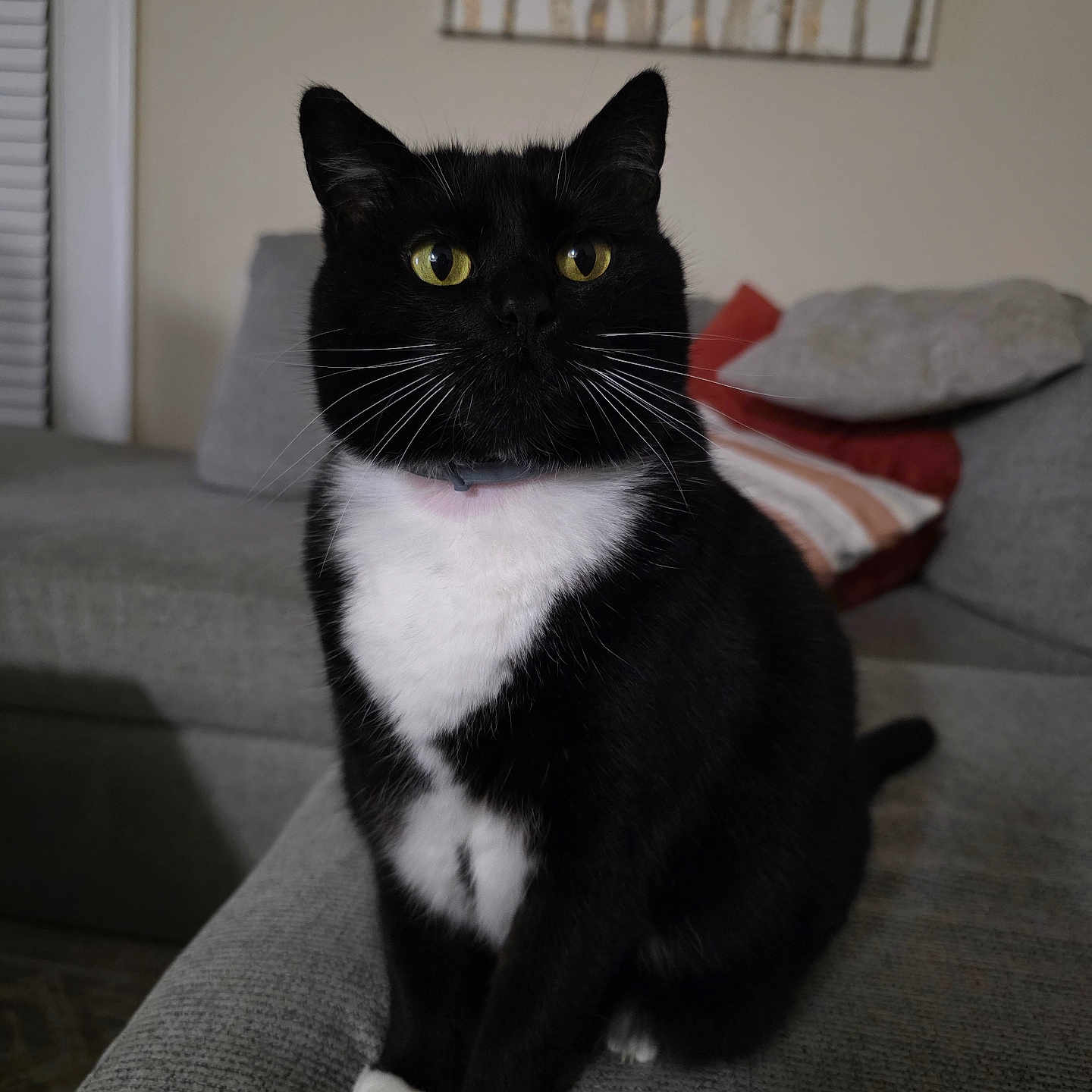 Sophie joined the competition — help win amazing prizes! cat, tuxedo_cat, black_and_white, pet, animal, sitting, couch, sofa, indoor, home, yellow_eyes, whiskers, ears, white_chest, white_paws, portrait, front_facing, furry, pillow, wall_art