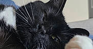 Sophie joined the competition — help win amazing prizes! cat, black_cat, white_paws, black_and_white, close_up, portrait, whiskers, green_eye, sleepy, relaxed, lying_down, fluffy, fur, animal, pet, indoor, blanket, paw, ears, tuxedo_cat