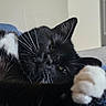 cat, black_cat, white_paws, black_and_white, close_up, portrait, whiskers, green_eye, sleepy, relaxed, lying_down, fluffy, fur, animal, pet, indoor, blanket, paw, ears, tuxedo_cat