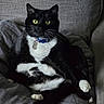 Sophie joined the competition — help win amazing prizes! cat, tuxedo_cat, pet, animal, black_and_white, feline, whiskers, green_eyes, collar, tag, couch, indoor, sitting, lounging, paws, fur, portrait, closeup, gray_background, relaxed