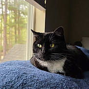 Sophie joined the competition — help win amazing prizes! cat, black_and_white, tuxedo_cat, green_eyes, whiskers, indoor, bed, blanket, window, natural_light, portrait, close_up, sitting, lying_down, fur, feline, relaxed, alert, home, woodland_view
