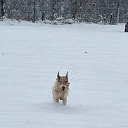 Texas participe au concours pour gagner de l'argent avec cette photo : dog, running, snow, winter, outdoor, animal, fur, playful, nature, cold, forest, pet, canine, energetic, daytime, landscape, white, adventure, fun, snowy