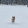dog, running, snow, winter, outdoor, animal, fur, playful, nature, cold, forest, pet, canine, energetic, daytime, landscape, white, adventure, fun, snowy