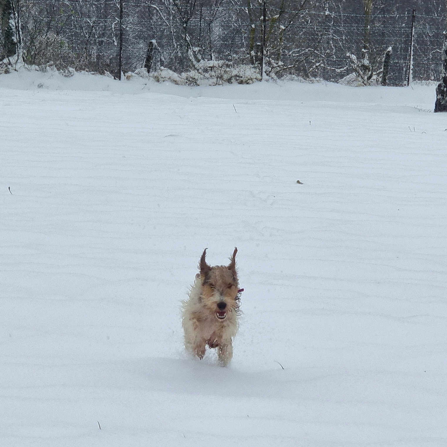 Texas participe au concours pour gagner de l'argent avec cette photo : dog, running, snow, winter, outdoor, animal, fur, playful, nature, cold, forest, pet, canine, energetic, daytime, landscape, white, adventure, fun, snowy