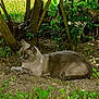 Chippie participe au concours pour gagner de l'argent avec cette photo : cat, grey_cat, pet, animal, outdoor, grass, shrub, tree, dirt, lying_down, resting, blue_eyes, whiskers, paws, nature, foliage, shade, summer, profile, mammal