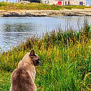 Chippie participe au concours pour gagner de l'argent avec cette photo : cat, feline, pet, sitting, grass, water, waterfront, shoreline, rocks, trees, buildings, village, houses, landscape, nature, outdoor, cloudy_sky, serene_scene, side_profile, coastal_vegetation