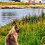 cat, feline, pet, sitting, grass, water, waterfront, shoreline, rocks, trees, buildings, village, houses, landscape, nature, outdoor, cloudy_sky, serene_scene, side_profile, coastal_vegetation