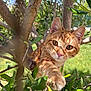 Arrow a rejoint le concours — aidez-le/la à gagner de superbes lots ! cat, kitten, tabby_cat, orange_cat, paw, whiskers, tree, branch, leaves, outdoor, sunlight, green_grass, close_up, portrait, curious, climbing, eye_contact, feline, animal, nature
