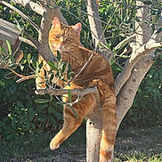 Arrow participe au concours pour gagner de l'argent avec cette photo : cat, orange_tabby, feline, tree, branch, tail, paw, whiskers, leaves, trunk, garden, outdoor, sunlight, birdhouse, pet, relaxed, sitting, climbing, nature, portrait