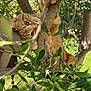 Arrow participe au concours pour gagner de l'argent avec cette photo : cat, ginger_cat, feline, pet, climbing, tree, branches, leaves, paws, whiskers, outdoor, garden, nature, curious, portrait, close_up, sunlight, trunk, greenery, playful