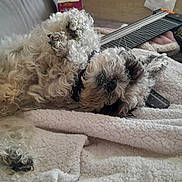 Noopy a rejoint le concours — aidez-le/la à gagner de superbes lots ! animal, black, blanket, carpet, couch, cozy, curly_fur, dog, fabric, fur, furniture, home, indoor, paw, pet, pillow, relaxed, resting, sleeping, white