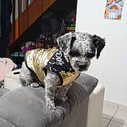 Noupi a rejoint le concours — aidez-le/la à gagner de superbes lots ! animal_clothing, couch, cozy, curious, cute, dog, domestic_animal, floor_tiles, furniture, gray_couch, household, indoor, jacket, living_room, pet, portrait, scarf, small_dog, stairs, wall_art