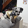 animal_clothing, couch, cozy, curious, cute, dog, domestic_animal, floor_tiles, furniture, gray_couch, household, indoor, jacket, living_room, pet, portrait, scarf, small_dog, stairs, wall_art