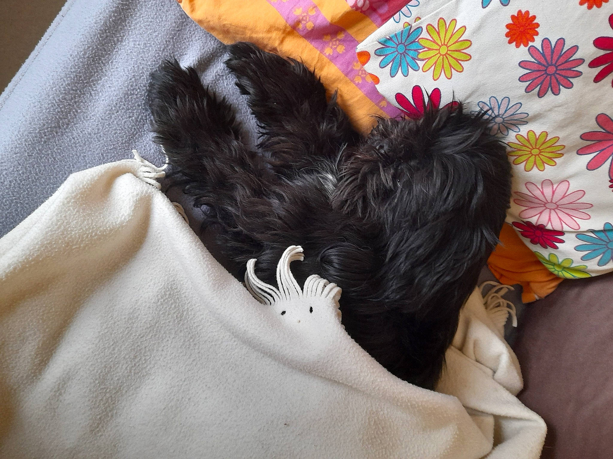 Nobel participe au concours pour gagner de l'argent avec cette photo : bedding, black_hair, carnivore, comfort, companion_dog, dog, dog_breed, dog_supply, fashion_accessory, fur, gesture, linens, nap, non_sporting_group, pattern, sleeve, tail, terrier, toy_dog