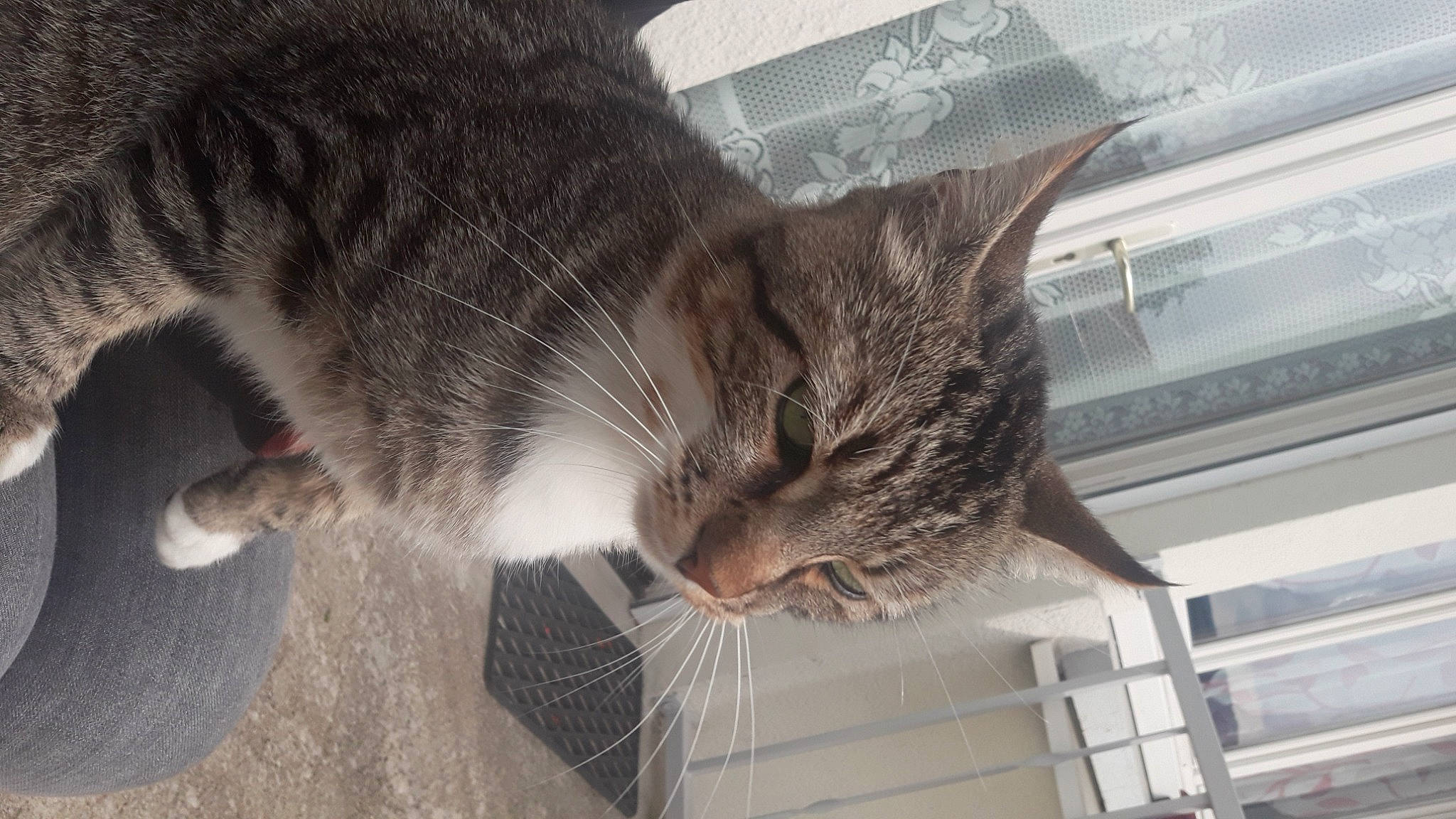 Mimi participe au concours pour gagner de l'argent avec cette photo : carnivore, cat, claw, domestic_short_haired_cat, felidae, fur, paw, pet_supply, plant, small_to_medium_sized_cats, snout, tail, terrestrial_animal, tree, whiskers, window