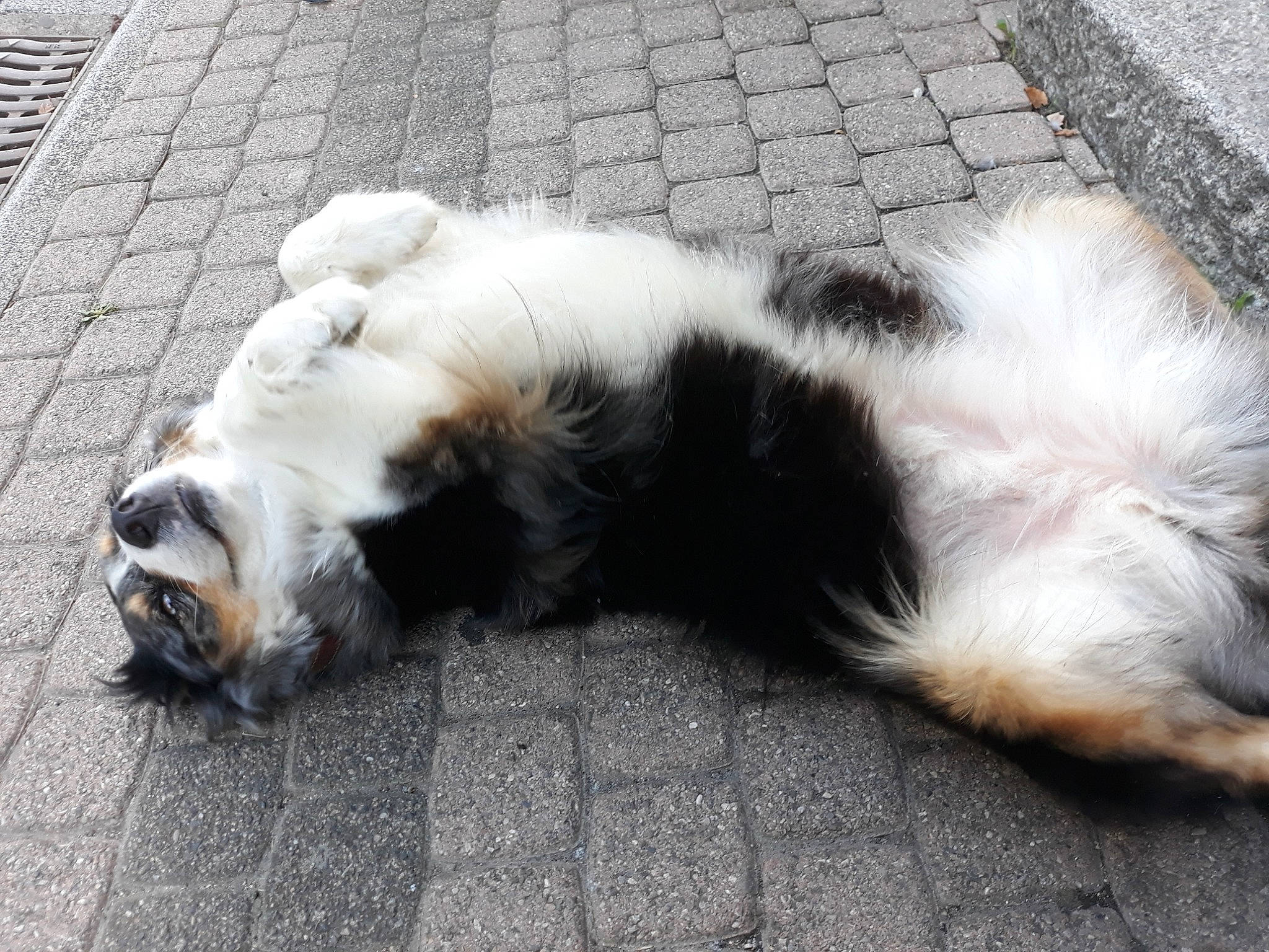 Darwine participe au concours pour gagner de l'argent avec cette photo : australian_shepherd, canidae, carnivore, companion_dog, dog, dog_breed, fur, mammal, paw, sporting_group, tail, tornjak