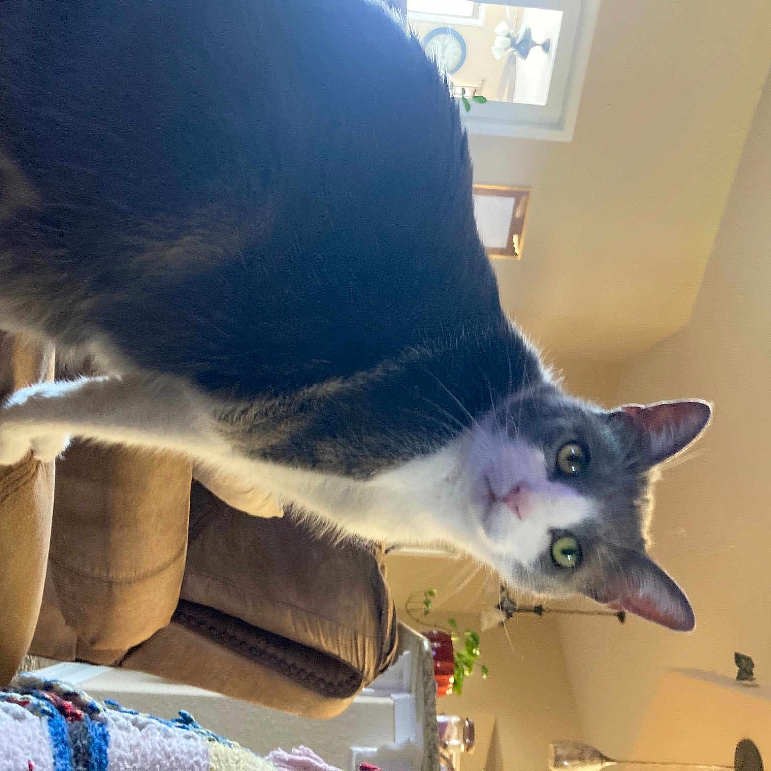 Gus is registered to the contest to win money with this photo: black_cat, carnivore, cat, claw, comfort, domestic_short_haired_cat, eye, felidae, foot, fur, leg, paw, small_to_medium_sized_cats, snout, tail, thai, vertebrate, whiskers, window