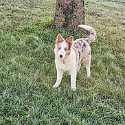 Tchupi participe au concours pour gagner de l'argent avec cette photo : dog, grass, tree, outdoor, frost, animal, pet, canine, nature, winter, fur, blue_eyes, collar, alert, standing, tail, morning, field, cold, park