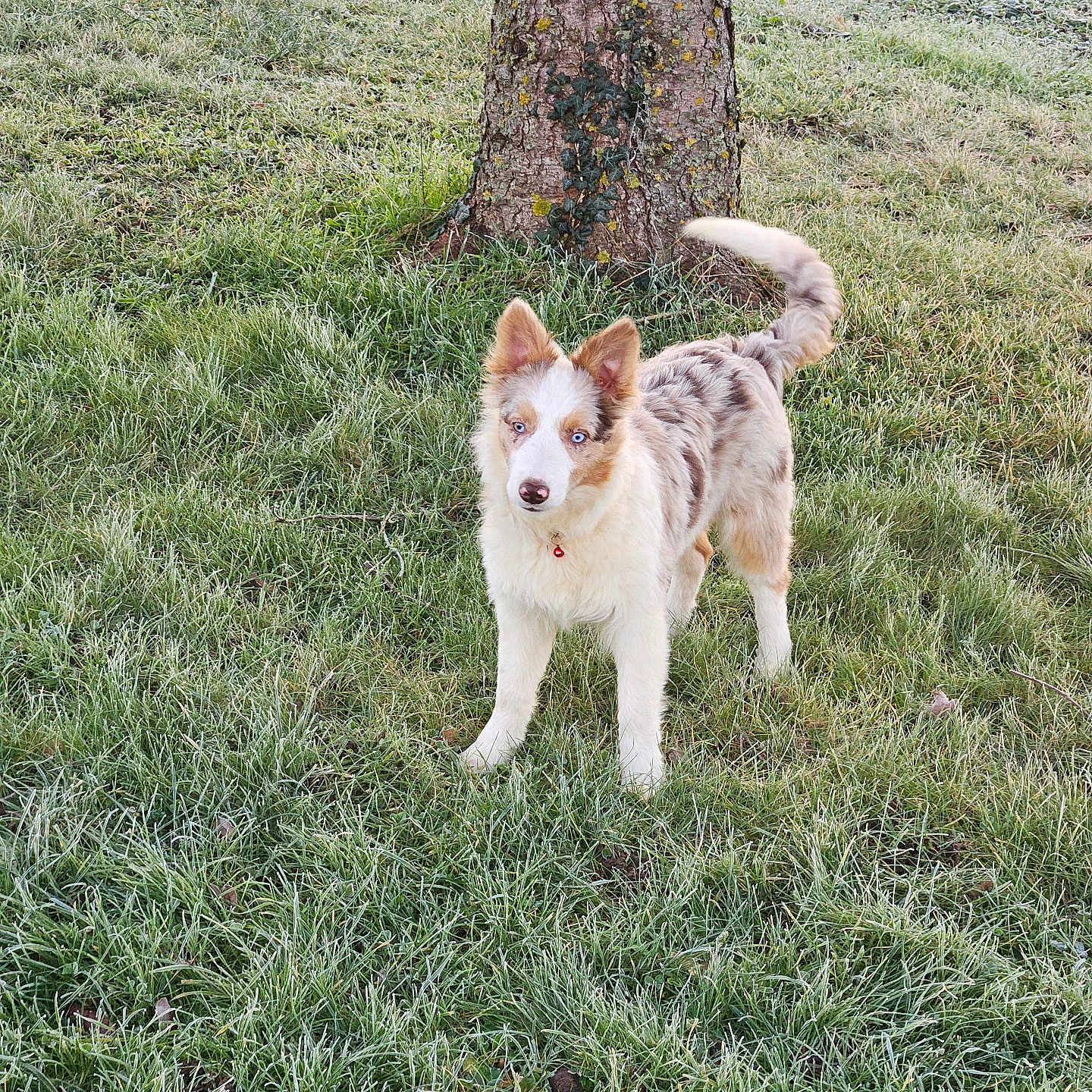Tchupi participe au concours pour gagner de l'argent avec cette photo : alert, animal, blue_eyes, canine, cold, collar, dog, field, frost, fur, grass, morning, nature, outdoor, park, pet, standing, tail, tree, winter