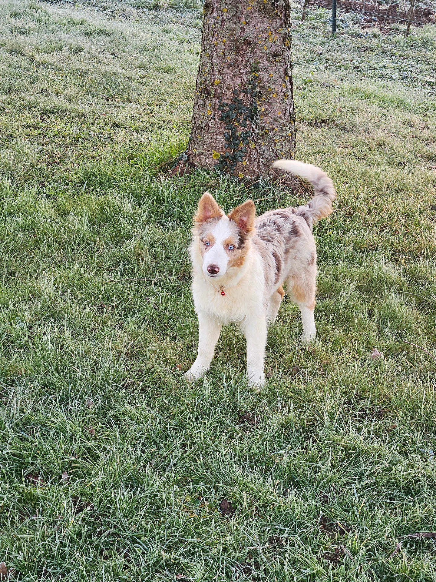 Tchupi participe au concours pour gagner de l'argent avec cette photo : dog, grass, tree, outdoor, frost, animal, pet, canine, nature, winter, fur, blue_eyes, collar, alert, standing, tail, morning, field, cold, park