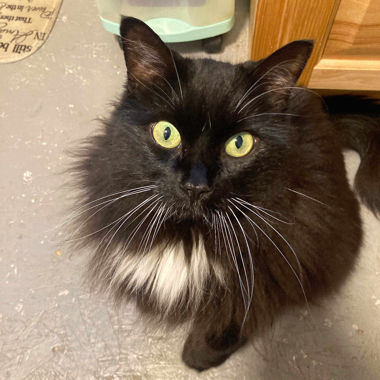 Pepper joined the competition — help win amazing prizes! black_cat, cabinet, cat, closeup, curious, domestic_animal, feline, floor, floor_texture, fluffy, green_eyes, household, indoor, long_hair, looking_up, pet, storage_bin, whiskers, whiskers_spread, white_patch