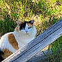 Callie joined the competition — help win amazing prizes! animal, calico, cat, close_up, curious, daylight, fur, grass, green_eyes, mammal, nature, outdoor, pet, plant, sitting, sunlight, texture, wildlife, wood, wooden_fence