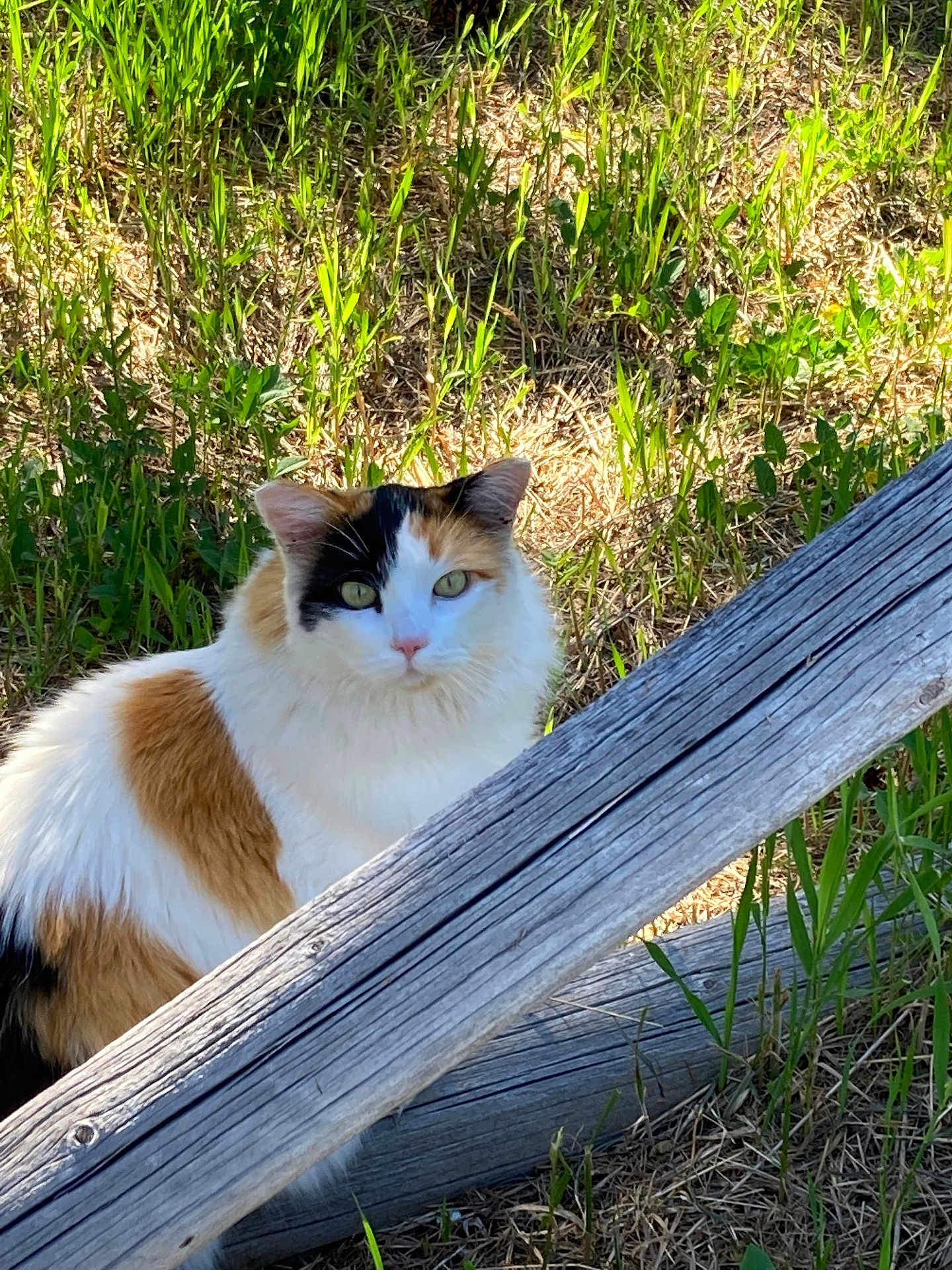 Callie
