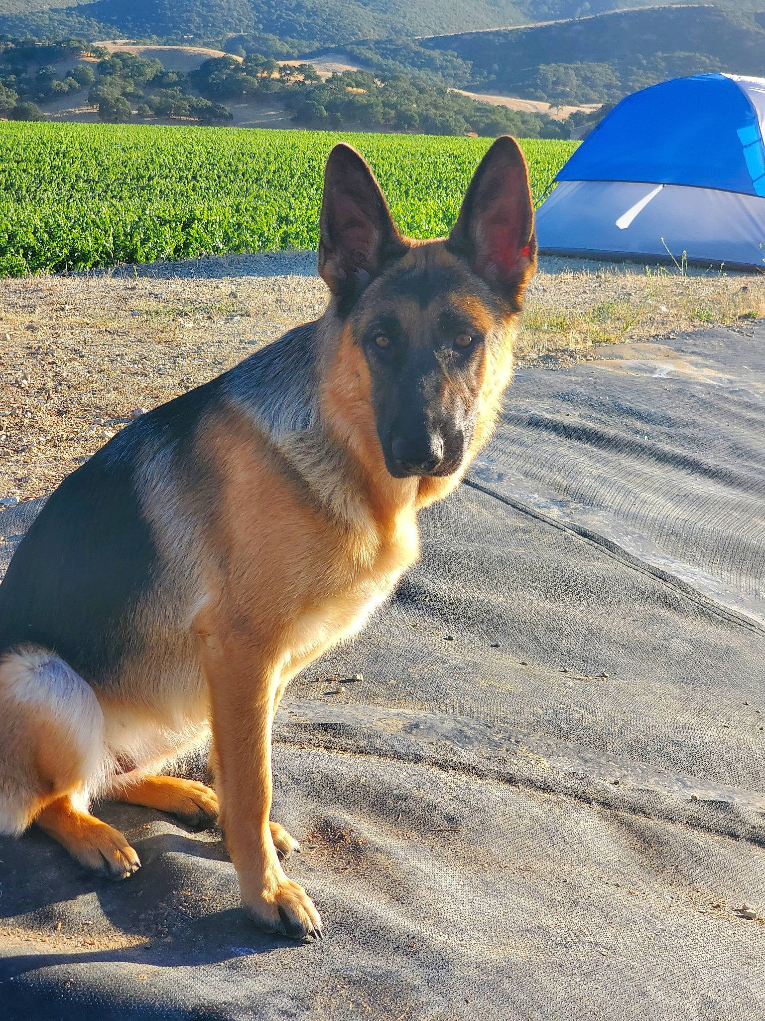 Kiara is registered to the contest to win money with this photo: canidae, carnivore, dog, dog_breed, east_european_shepherd, fawn, german_shepherd_dog, herding_dog, king_shepherd, kunming_wolfdog, mammal, old_german_shepherd_dog, police_dog, shiloh_shepherd_dog, snout, sunlight, vertebrate, working_dog